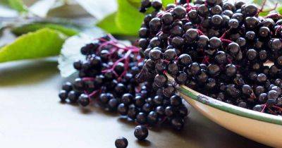How to Harvest and Preserve Elderberry