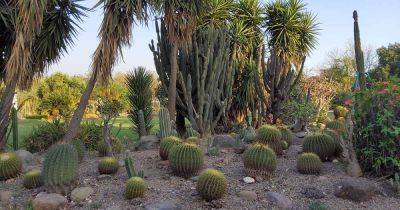 27 of the Best Xerophytes to Plant in a Water-Wise Garden