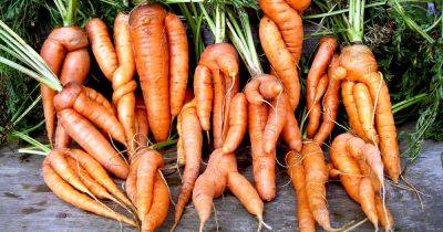 9 Causes of Deformed Carrots: How to Identify and Prevent Them