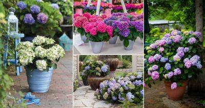 25 Awesome Pictures of Container Gardening with Hydrangeas