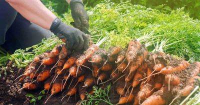How and When to Harvest Carrots