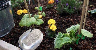 How and When to Fertilize Your Pumpkin Plants | Gardener's Path
