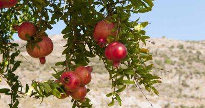 How to Fertilize Pomegranate Trees