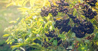 How and When to Fertilize Elderberry