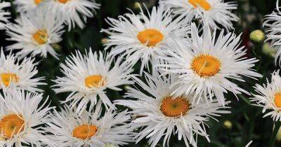Why Shasta Daisies May Fail to Bloom (And What to Do About It)