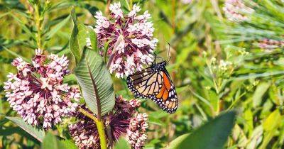 Milkweed Growing Guide: How to Grow Asclepias