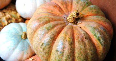How to Plant and Grow Calabaza Squash