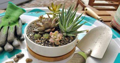 How to Grow and Care for Succulents | Gardener's Path