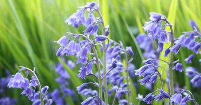 How to Grow Wood Hyacinth (Spanish Bluebell)