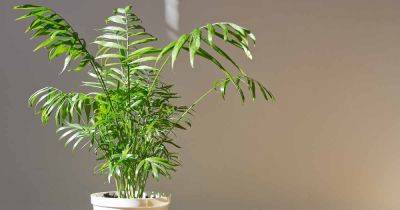 How to Grow and Care for Parlor Palms Indoors