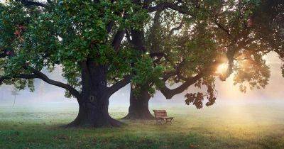 How to Grow and Care for Oak Trees