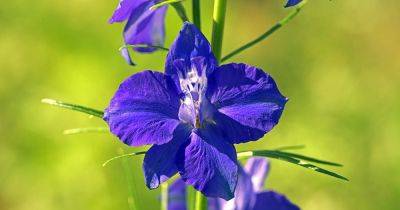 How to Grow and Care for Larkspur Flowers