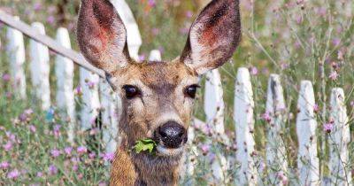 The Best Tips for Deer Proofing Your Garden
