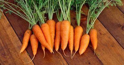 Tips for Growing Danvers Carrots