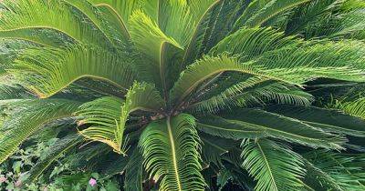 How to Grow and Care for Sago Palm