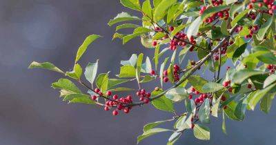 How to Grow American Holly Trees