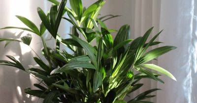 How to Grow and Care for Elegant Lady Palms