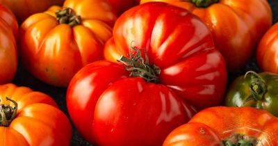 How to Plant and Grow Beefsteak Tomatoes | Gardener's Path