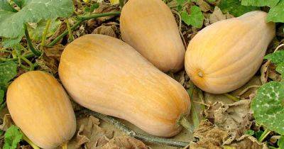 The Complete Guide to Growing Winter Squash | Gardener's Path