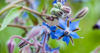 How to Grow and Care for Borage Plants (Borago officinalis)