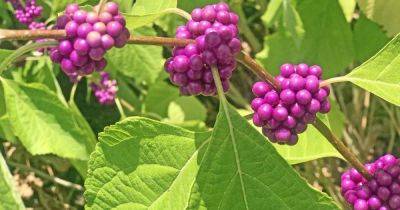 How to Grow and Care for American Beautyberry Shrubs | Gardener's Path
