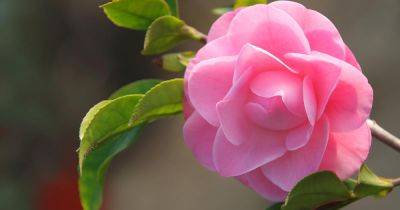 11 of the Best Camellia Cultivars to Grow at Home