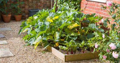 When and How to Prune Zucchini Plants