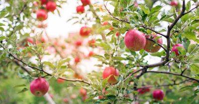 19 Best Apple Tree Varieties (with a Guide to Flowering Groups) | Gardener's Path