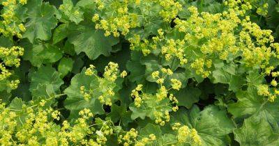 How to Grow Lady’s Mantle