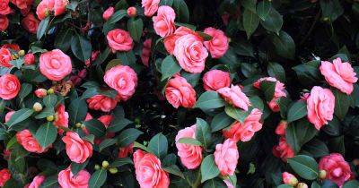 Tips for Growing Camellias in Containers