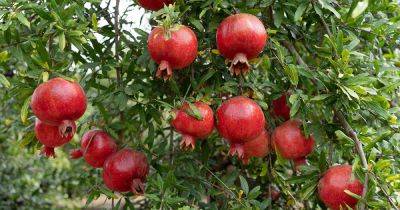 9 of the Best Pomegranate Varieties to Grow at Home