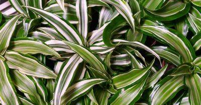7 Best Types of Dracaena to Grow at Home