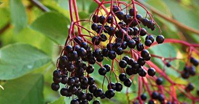 7 Top Elderberry Varieties to Grow in Your Backyard | Gardener's Path