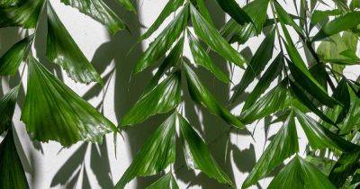 How to Grow and Care for Fishtail Palms Indoors