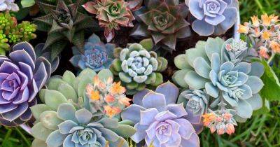 11 Best Easy-Care Exotic Succulents to Grow at Home