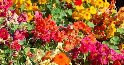 How to Plant and Grow Nasturtium Flowers