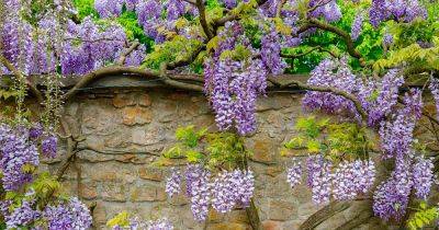 How to Grow and Care for Wisteria