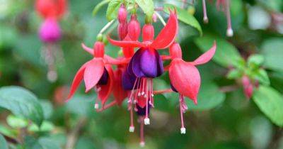 How to Harvest and Save Fuchsia Seeds