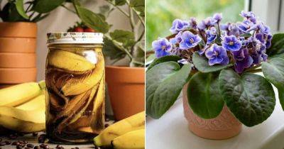 This Banana Peel Tea is Best Quick Fertilizer for Your Plants