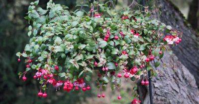 When and How to Prune Fuchsia Plants