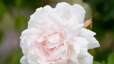 Roses: How to choose the right type for your garden | House & Garden
