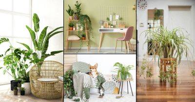 Exclusive 100 Pin Worthy Houseplant Pictures