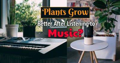 Do Plants Like Music | What Music Do Plants Like