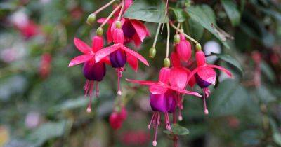 How to Revive a Wilting Fuchsia Plant