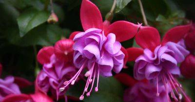 How to Water Fuchsia Plants
