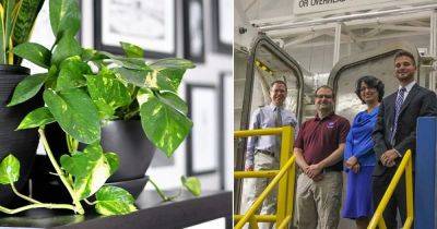New NASA Study: This Houseplant Removes Indoor Air Pollutants & VOCs Best