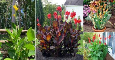 17 Tall Canna Lily Varieties + How Tall Do Canna Lilies Grow?
