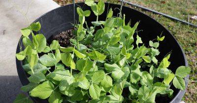 Tips for Growing Peas in Containers