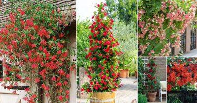 14 Best Vines and Climbers with Red Flowers