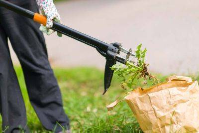 Thoughts on Weed Removal: A Challenging Problem | Gardener's Path